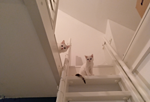 Weisse Katzen Neugierig Treppe.jpg